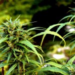 Cannabisblüten, unbefruchtet