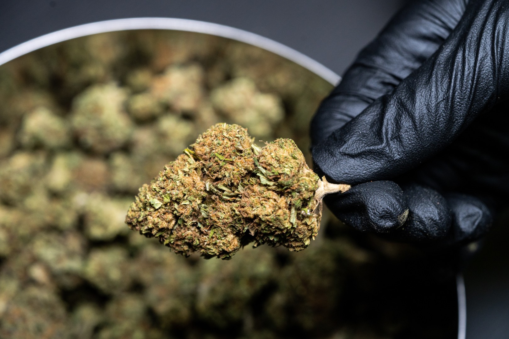 Eine Hand hält eine Cannabisblüte über einer Edelstahldose voller Cannabisblüten.