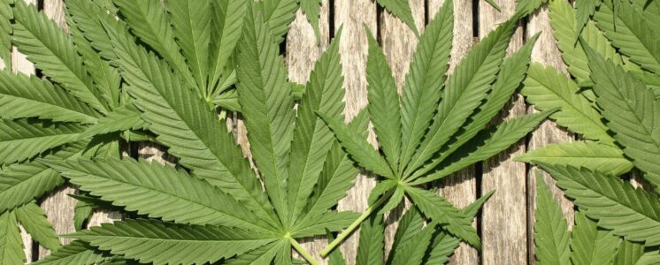 legalisierung-untersuchungsausschuss-cannabis-greensby