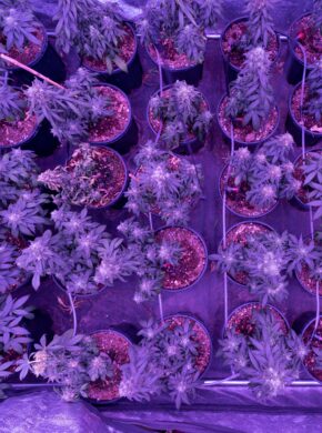 autoflower-stecklinge-indoor-cannabis-greensby
