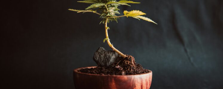 cannabis-stecklinge-erlaubt-greensby-news