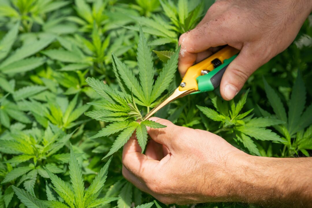 cannabis-stecklinge-bayern-greensby-news
