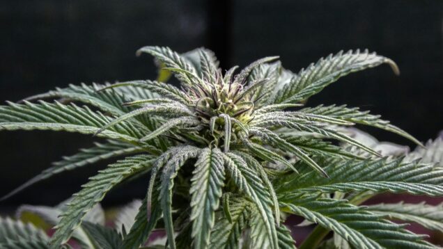 cannabis-legalisierung-justizminister-greensby-news