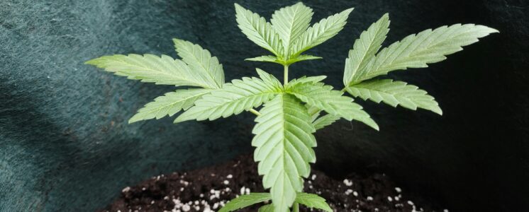 cannabis-kirchberg-verein-genehmigung