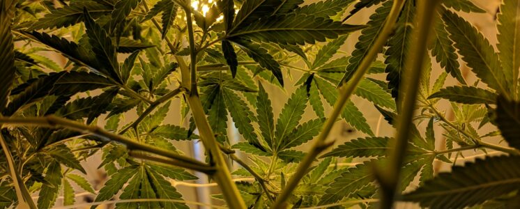 plantage-bremen-cannabis-greensby-news