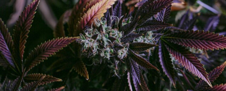 cannabisclub-ernte-rheinhessen-greensby-news