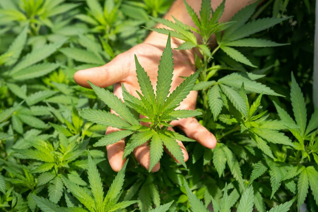 wenzel-cerveny-freispruch-cannabis-news-greensby