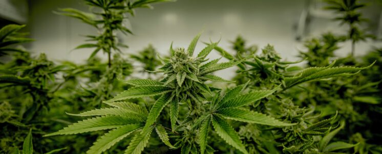 anbau-vereinigung-ministerium-cannabis-news-greensby