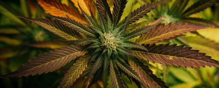 cannabis-baden-würtemberg-anbau-news