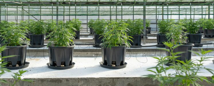cannabis-crowd-growing-betrug-cbd-greensby-news