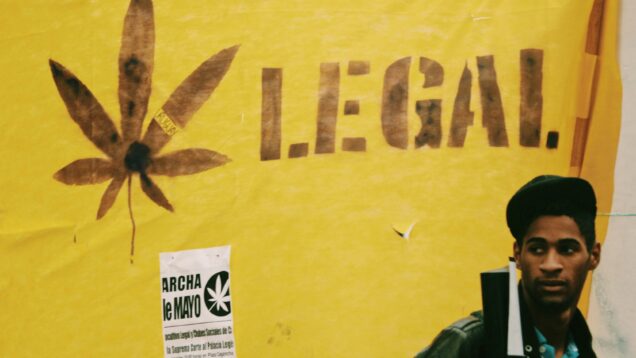 cannabis-legal-umfrage-greensby-news