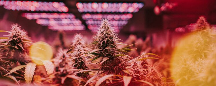 cannabis-plantage-illegal-news-greensby