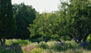 garten-hanf-greensby-news