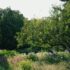 garten-hanf-greensby-news