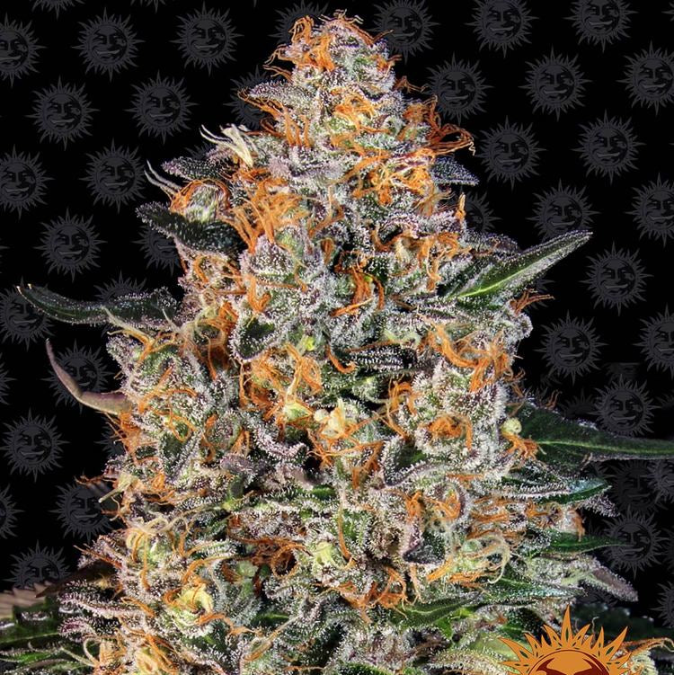 Bubba Kush