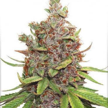 Glueberry O.G. Auto