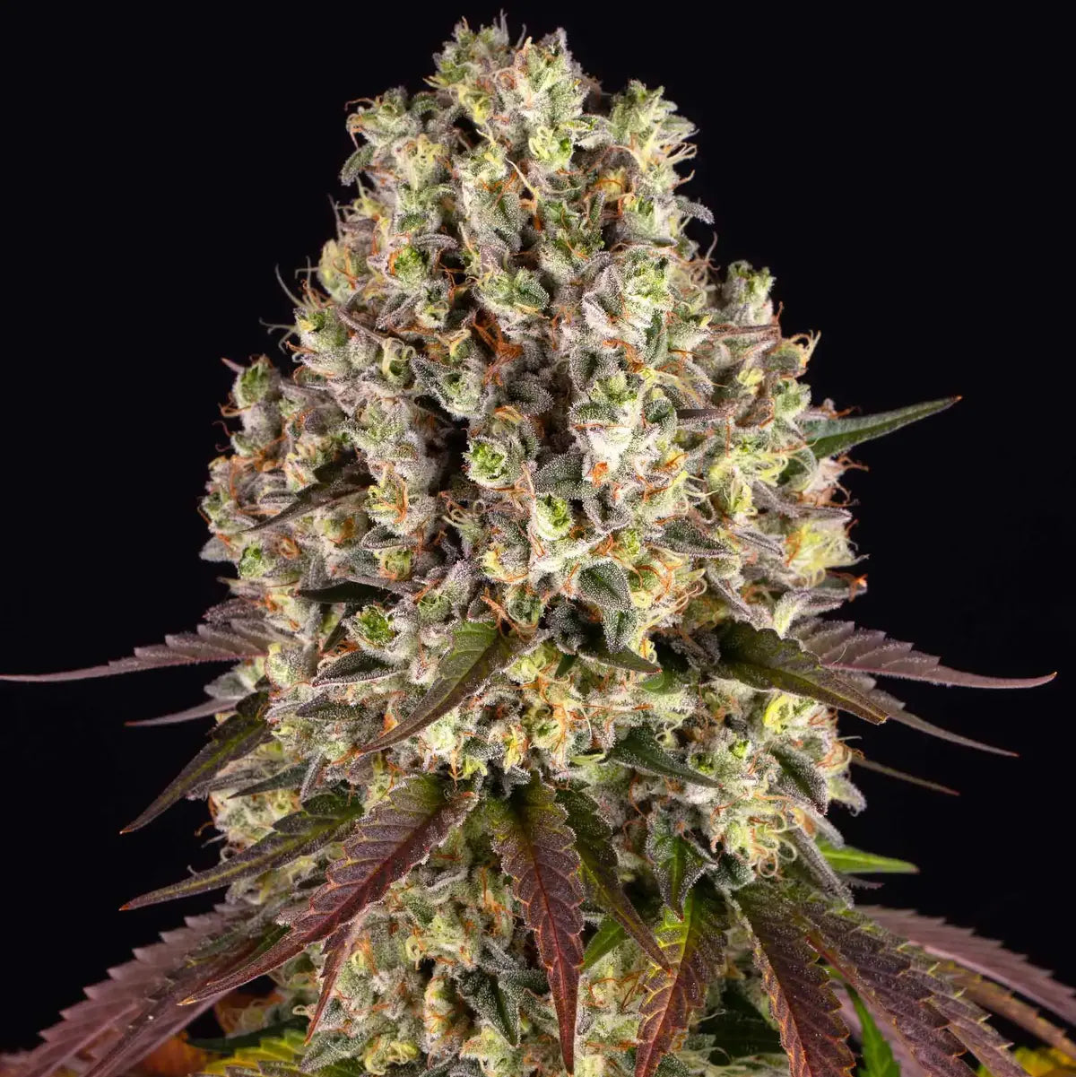 Sour Diesel