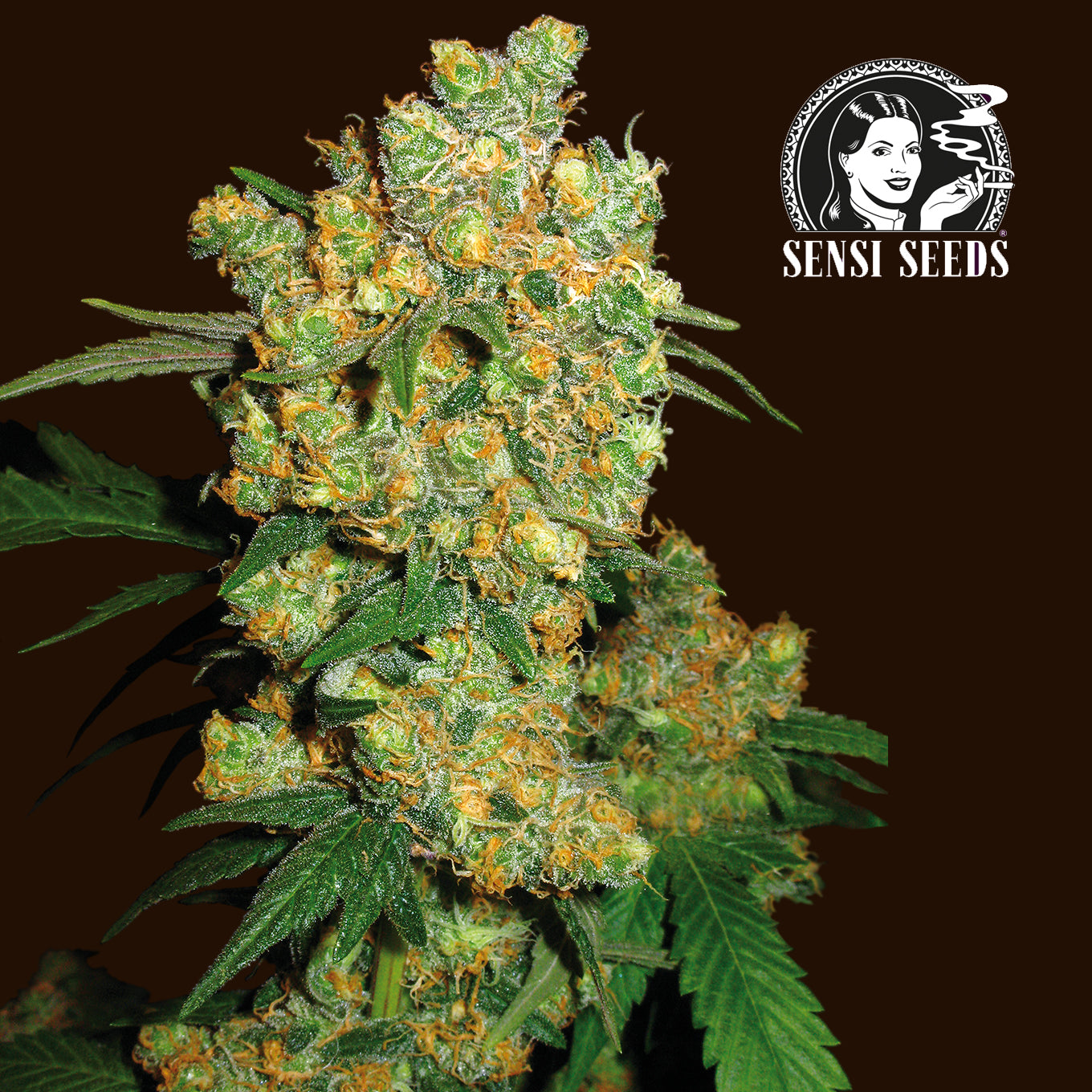 Big Bud 1,5 L (1 Stk) (Sensi Seeds)