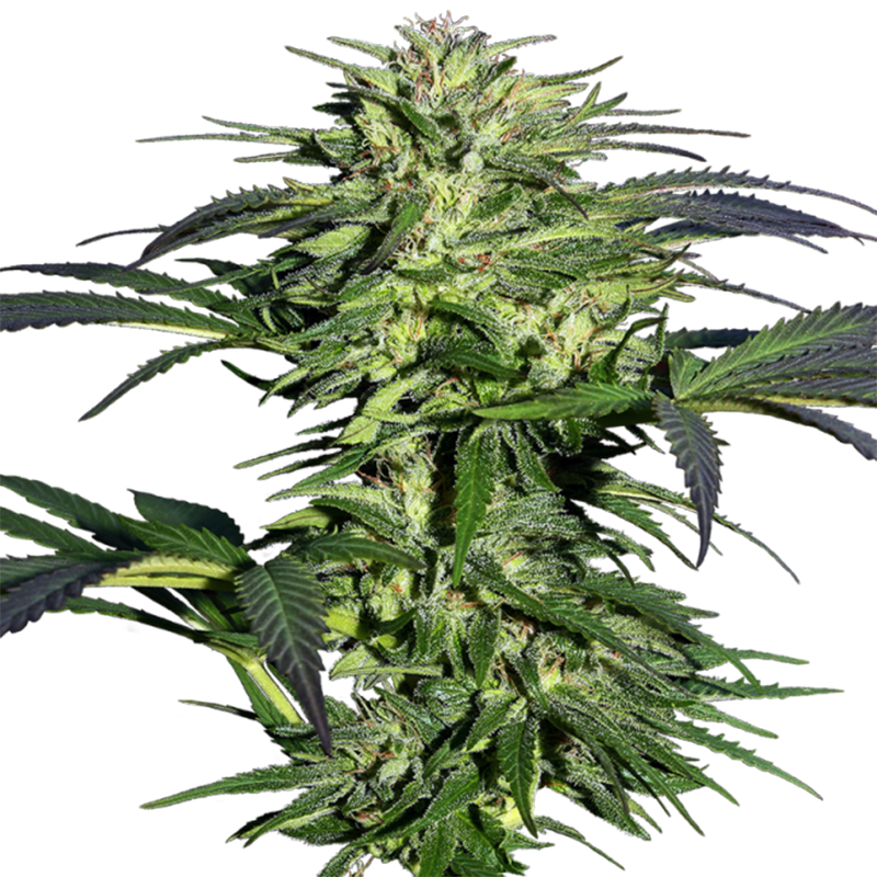 Durban 1,5 L (1 Stk) (Sensi Seeds)
