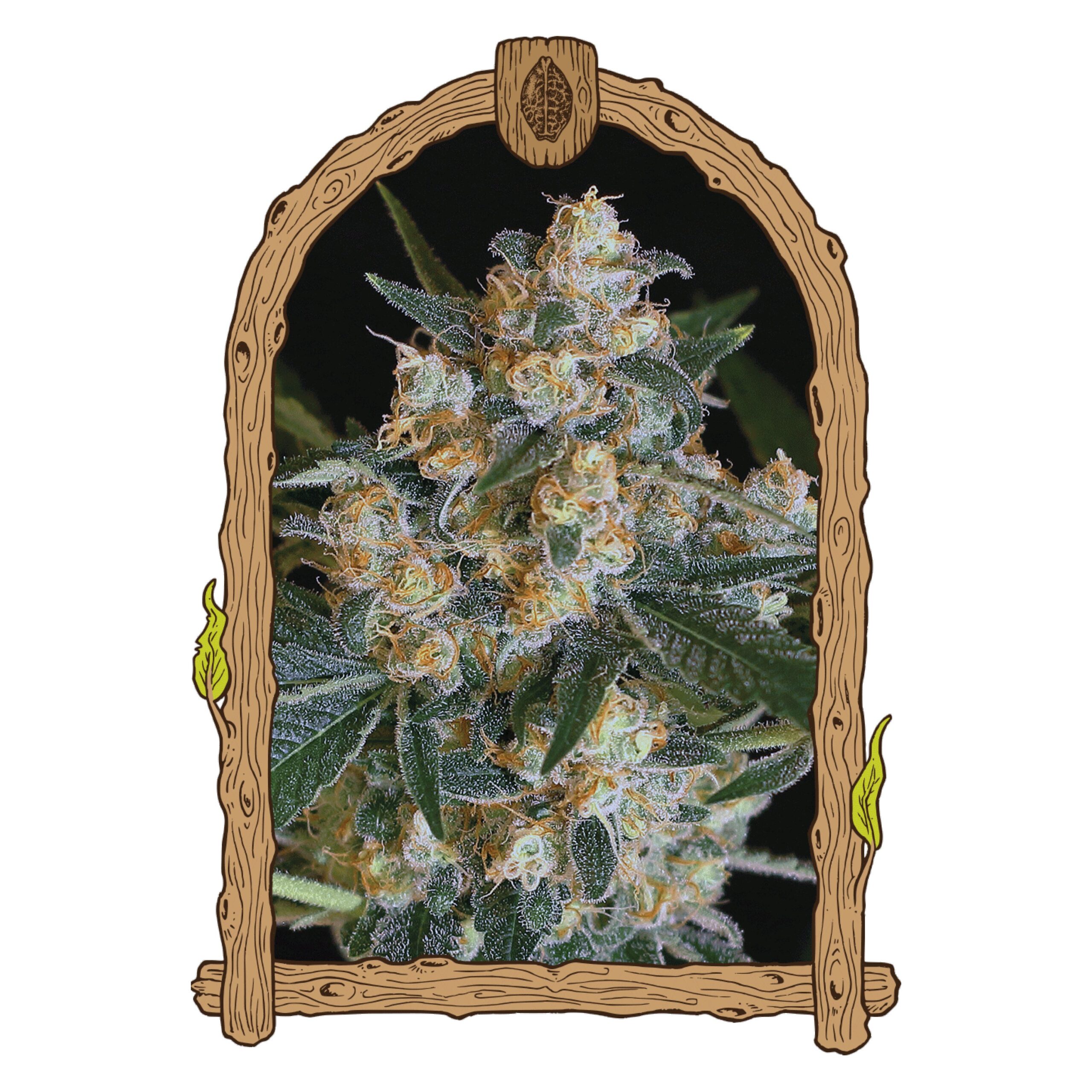 Lemon Candy Feminisiert 0,25 L (3 Stk)